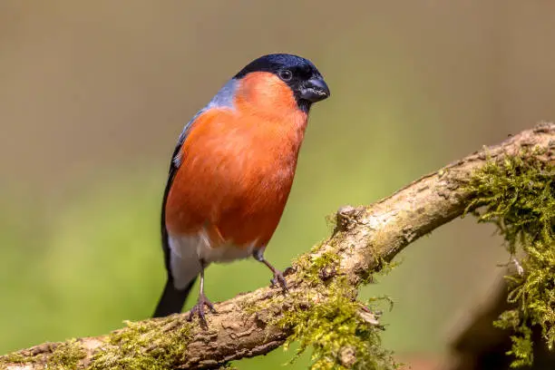 Common or Eurasian bullfinch (Pyrrhula pyrrhula) perched on branch. This is a small passerine bird breeding across Europe and temperate Asia.