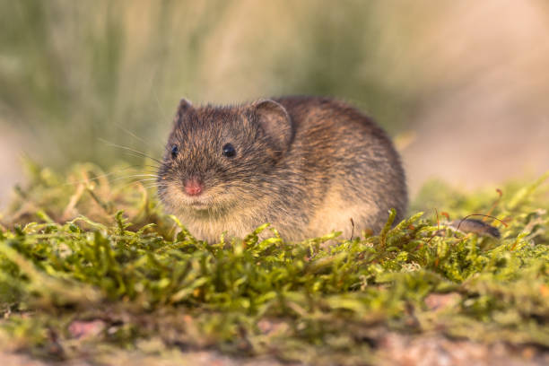 istock Bank vole looking in natural environment 855629330