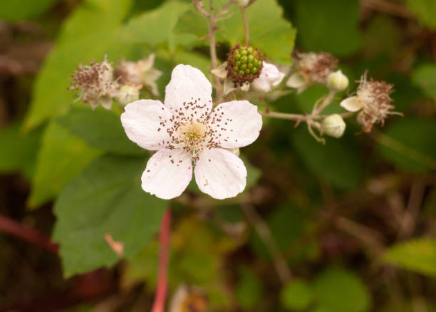 istock white bramble flower head full bloom petals close up 855632010
