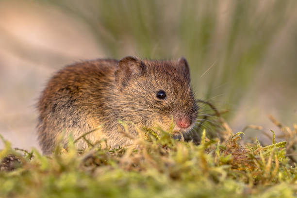 istock Bank vole in natural vegetation 855632240