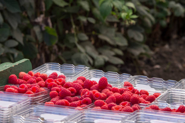 istock Harvested Ripe Raspberries in Containers 855638046