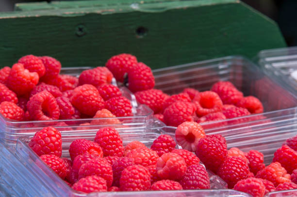 istock Harvested Ripe Raspberries in Containers 855638112