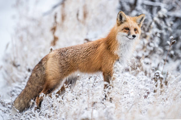 Red Fox hunting in snow stock photo