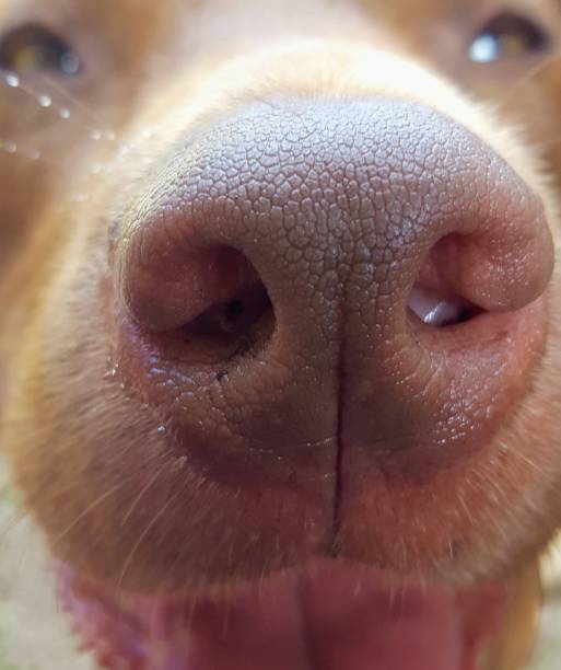 istock Portrait of young red dog. 855641180
