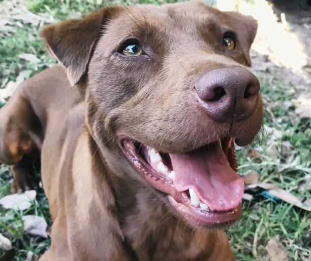 istock Portrait of young red dog. 855641198