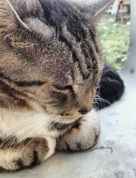 istock Portrait of cat 855641212