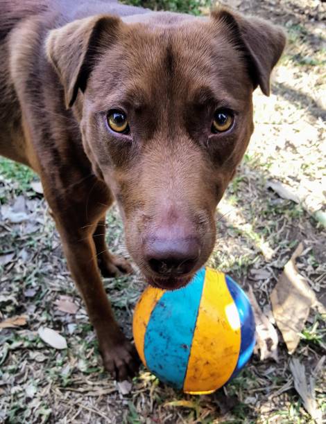 Portrait of young red dog with blue and yellow ball. Australian kelpie cross pitbull terrier, close up of face and toy. blue nose pitbull pictures pictures stock pictures, royalty-free photos & images