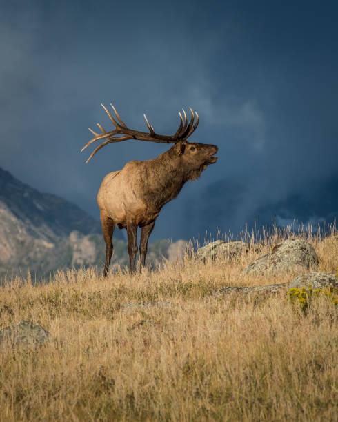 Colorado Bull Elk stock photo