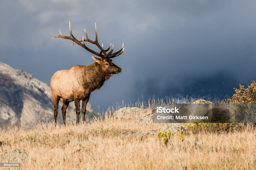Colorado Bull Elk - Photo de Wapiti libre de droits