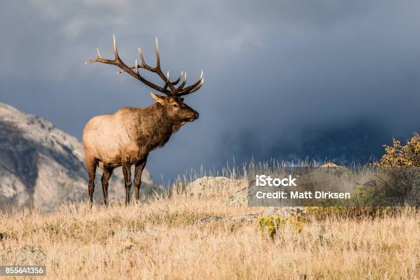 Photo libre de droit de Colorado Bull Elk banque d'images et plus d'images libres de droit de Wapiti - Wapiti, Taureau, Parc National des Rocheuses