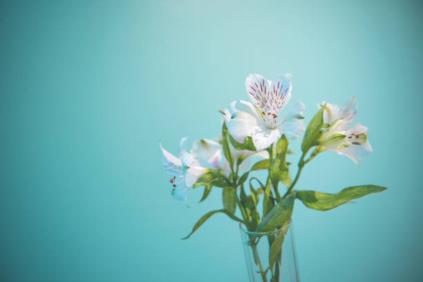 Beautiful white flower in glass vase on turquoise shabby chic background. Festive greeting card stock photo