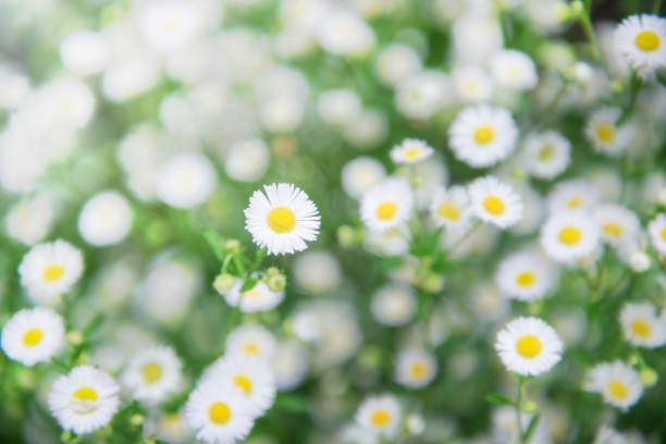 White cutter flower in the natural garden with natural green background stock photo