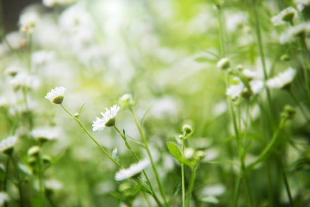 White cutter flower in the natural garden with natural green background stock photo