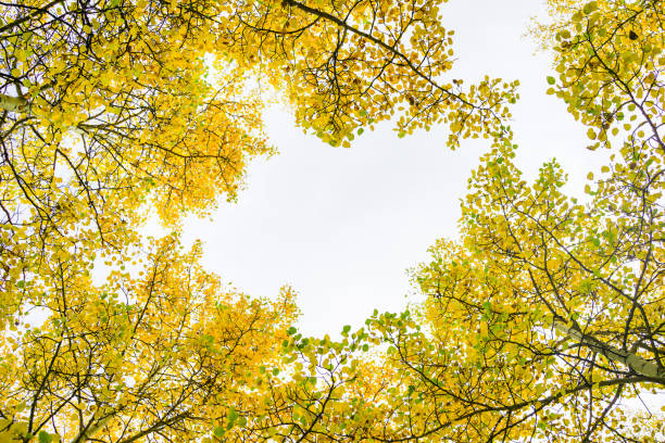 istock Aspen trees with golden yellow leaves 855644754