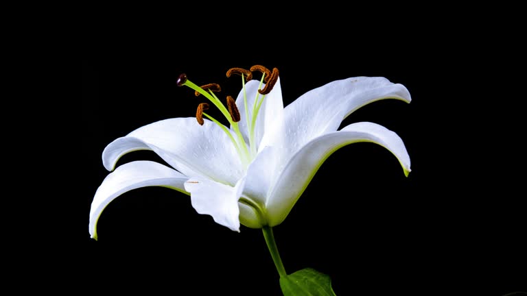 Time Lapse - Single White Lily Flower Blooming - 4K