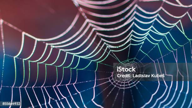 Colorfull Cobweb Beautiful Colorful Cobweb On Dark Blurred Background Stock Photo ...