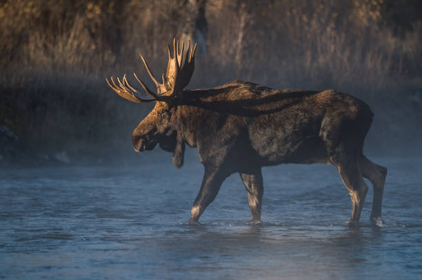 teton bull moose - alce macho fotografías e imágenes de stock