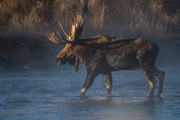 teton bull moose - orignal mâle photos et images de collection