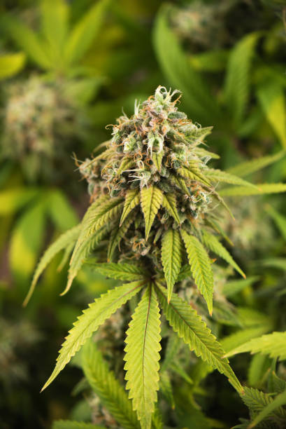istock Cannabis cola (Thousand Oaks marijuana strain) with visible hairs and leaves on late flowering stage 855654316