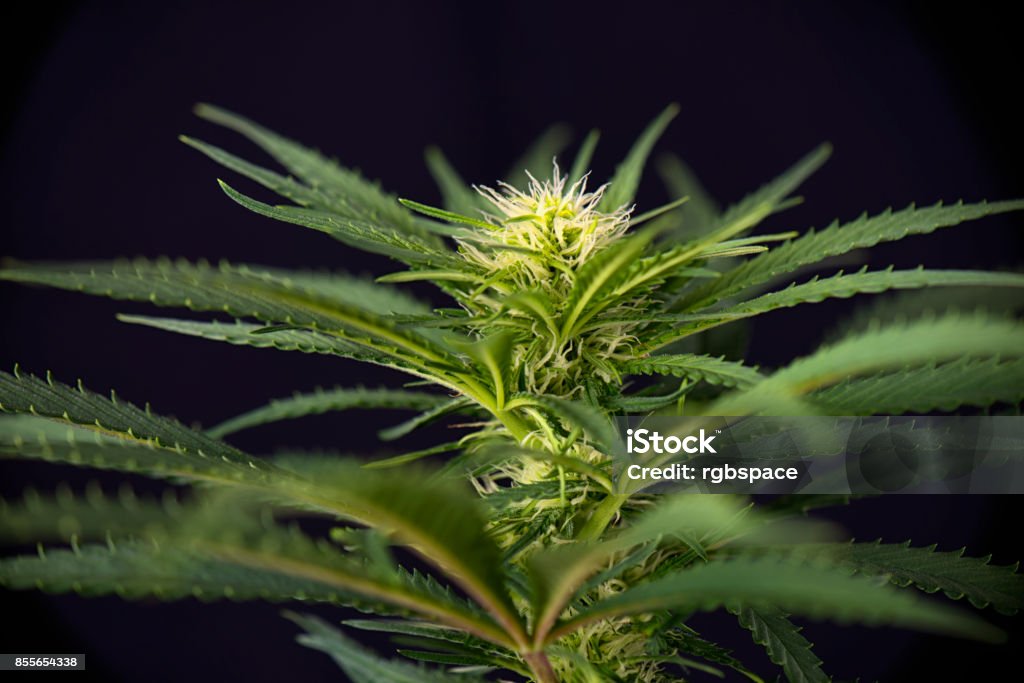 Фото цветка конопли как купить марихуану на бали