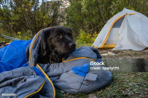 Cold Dog At Campsite Stock Photo - Download Image Now - Dog, Hiking, Colorado