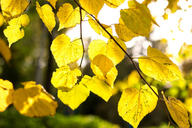 istock Autumn yellow leaves in sun rays. 855663308