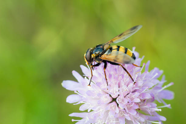 istock Hoverfly sitting on flower Knautia arvensis 855663884
