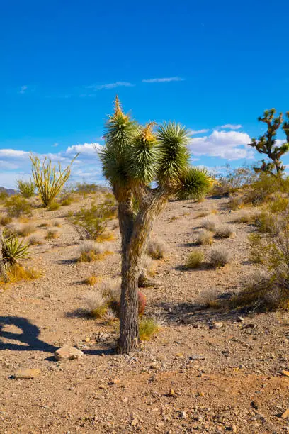 A joshua tree grows in the Mohave Desert