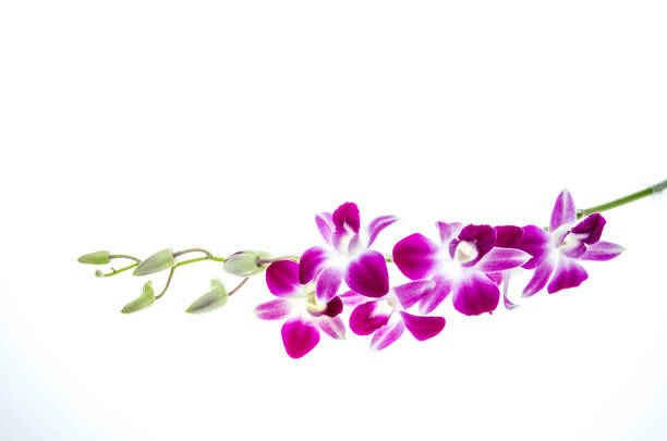 istock Beautiful purple orchid flowers cluster isolated on white background 855667352