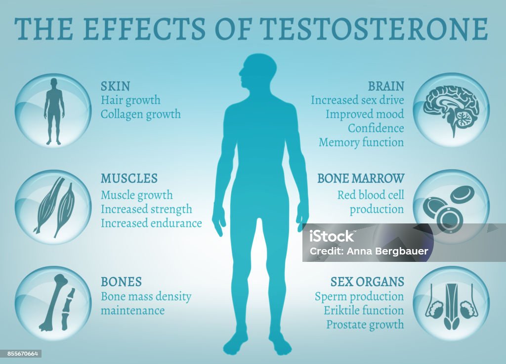 Infografis Efek Testosteron Ilustrasi Stok Unduh Gambar Sekarang infografis-efek-testosteron-ilustrasi-stok-unduh-gambar-sekarang