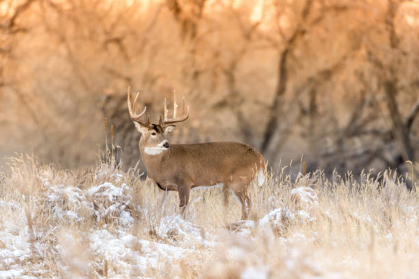Colorado Deer stock photo