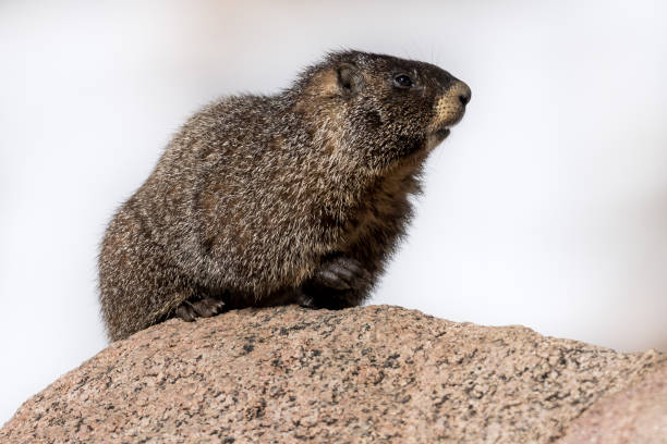istock Yellow Bellied Marmot 855671638