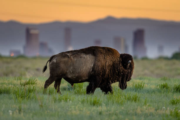 Colorado Bison stock photo