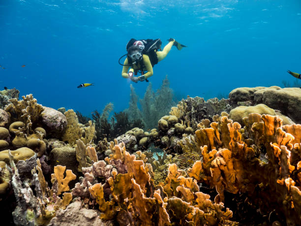 Diver girl at the coral reef in the Caribbean Sea around Curacao with hard coral in foreground stock photo