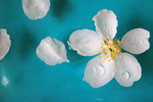 White apple flower head floating in water surrounded by white petels isolated on a blue background