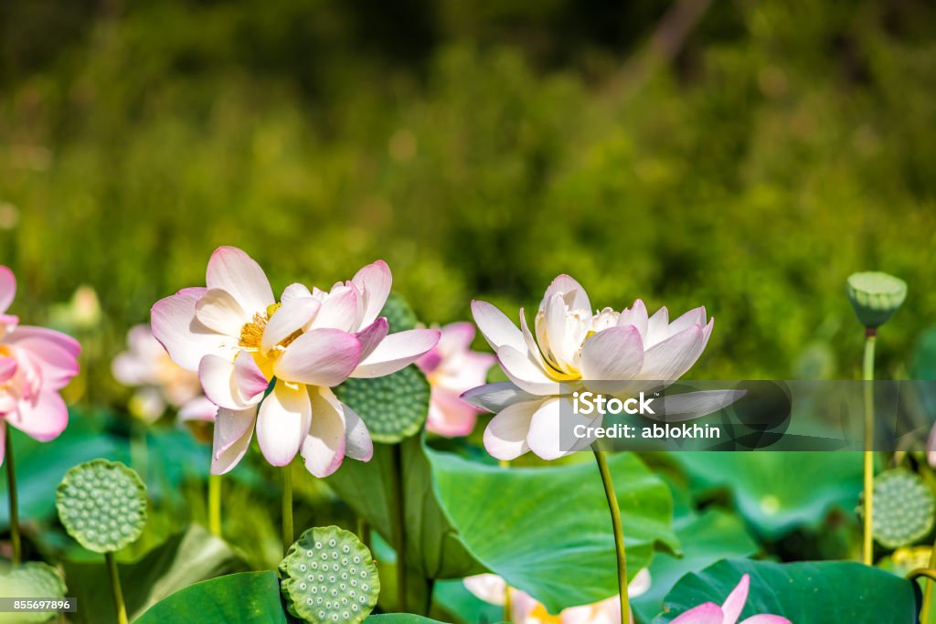 Many blooming pink bright lotus flowers in pond with blurred bokeh background Aquatic Organism Stock Photo