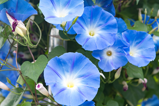 morning glory. blooming flower in garden. blue flora with vine leaves