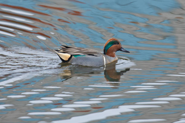 Green Teal Reflections A Male Green-winged Teal swimming on a pond with colorful reflections. grey teal duck stock pictures, royalty-free photos & images
