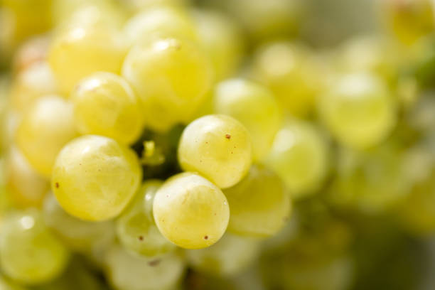 Ripe juicy green grapes in the garden