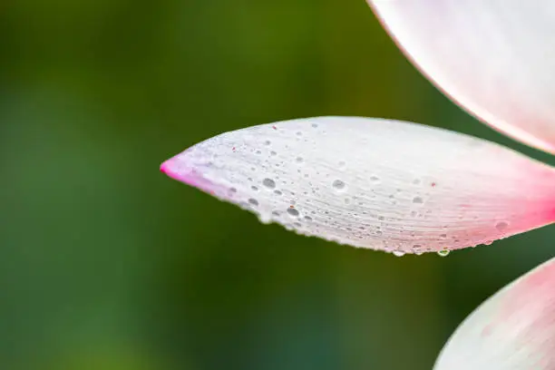 Closeup of bright pink lotus flower petal with water drops macro showing detail and texture