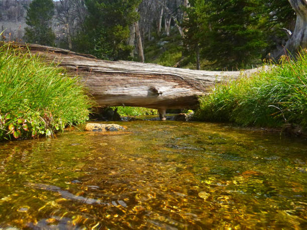 istock Betty Lake Hike in Central Idaho. 855706722