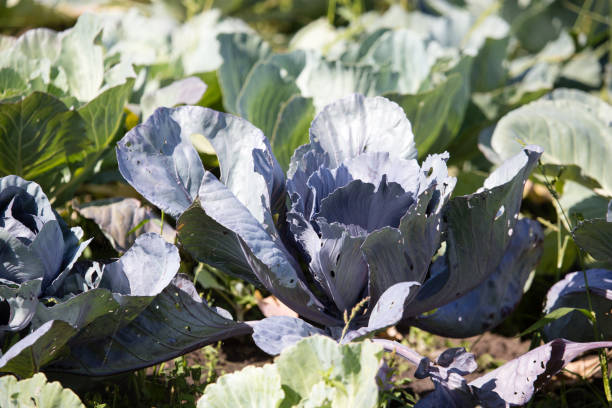 istock cabbage with large leaves in the garden 855709448