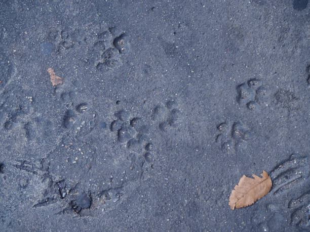 istock Dog paw footprints on cement floor 855710090
