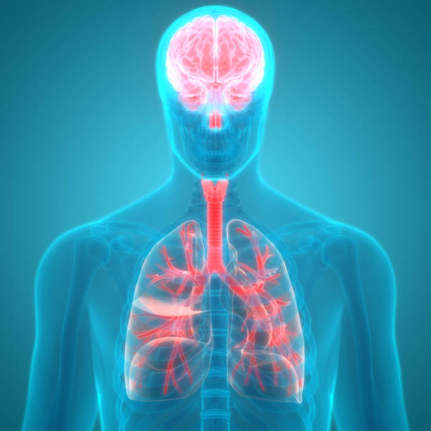 istock Human Organs Lungs and Brain Anatomy 855710960