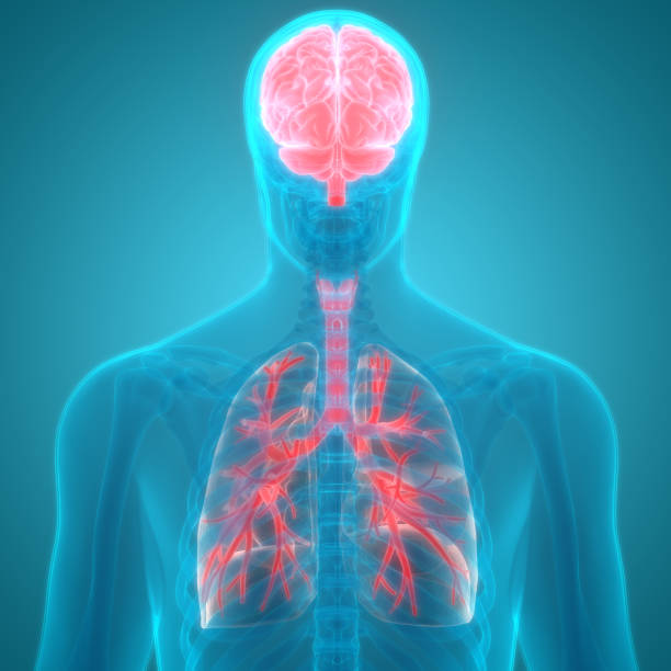 istock Human Organs Lungs and Brain Anatomy 855713702