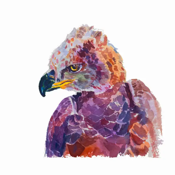 Vector illustration of Watercolor of African crowned eagle on white