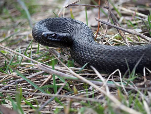 istock Black snake at the forest on leaves ready to atack 855717568