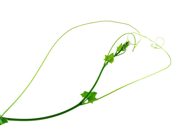 istock Ivy Gourd on white background 855717790