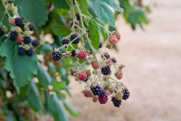 Blackberries Blackberries in a field in Oregon marionberry stock pictures, royalty-free photos & images