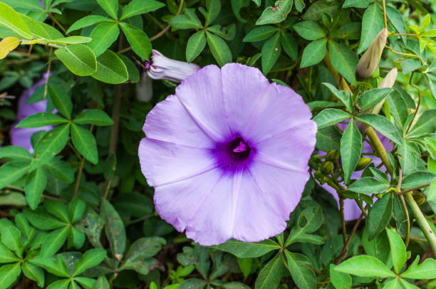 istock purple morning glory flower 855721962